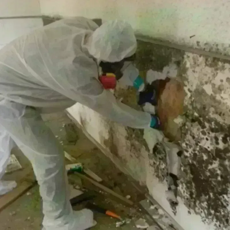 Mold Remediation and Removal in Craven County, NC